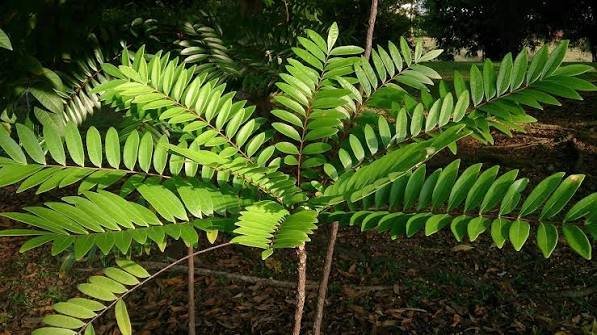 Raíz pura de Ginseng Malayo, un poderoso ingrediente natural para aumentar la vitalidad masculina.