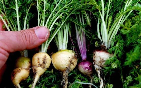 Polvo de Raíz de Maca natural para la recuperación de la fuerza y la energía.