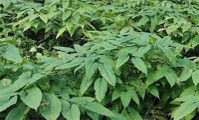 Extracto de Epimedium puro, componente natural esencial para potenciar el flujo sanguíneo y el rendimiento.