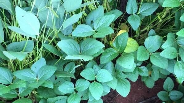 L-Arginina puro, componente natural esencial para potenciar el flujo sanguíneo y el rendimiento.