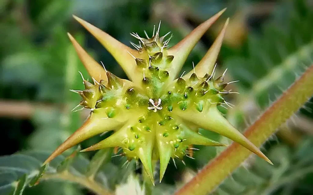 Extracto herbal de Tribulus Terrestris, clave para el rendimiento físico en hombres maduros.